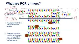 Forward and reverse primers