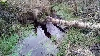 Путь в заброшенный рабочий посёлок Назия. Ноябрь 2018