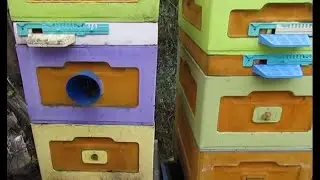 малоформатный улей 4,9  в октябре - сколько клеща Варроа нарастили пчелы за 3,5 месяца