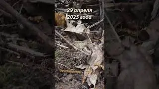 Пошли зачётные строчки.  28 апреля 2025