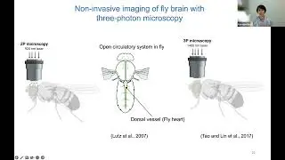 [Hui-Hao Lin] Gut-to-brain communication of nutritional information prioritizes courtship...