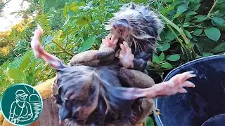 🐾 They caught a mole rat 🥔 The pest went into the potato 🐭 This is not a mole