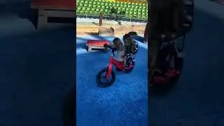 Monyet sirkus yang lucu