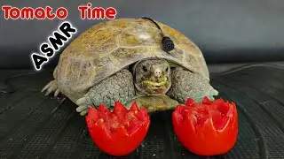 Turtle Tortoise Tomato Feast 🐢🍅 Mukbang ASMR