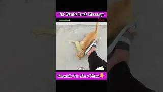 Cat Wants Back Massage | Funny cat videos | #shorts