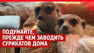 Как сурикаты живут дома | 72.RU