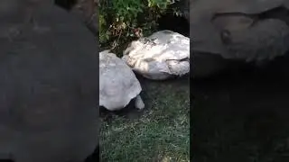 🐢💞 Хороший друг — это тот, кто приходит, когда нужно, в хорошие дни 🙏