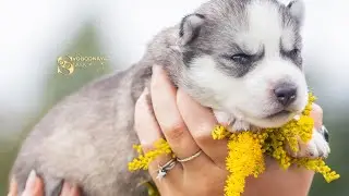 📞+7 916 505-78-42 Продаются щенки 🐶 Сибирский хаски из питомника "СВОБОДНАЯ СТАЯ" 📍 МОСКВА