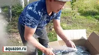 Обзор чучел уток и гусей! Заказываем заранее! Аквазон!