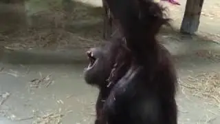 Зоопарк Шошто в Ньиредьхазе - обезьяна