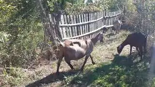 Когда можно начинать гулять с козлятами?