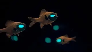 Her eyes glow in the dark. Flashlight fish!