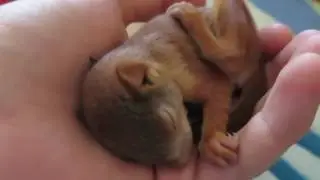 Спящий бельчонок | Baby squirel | Sciurus
