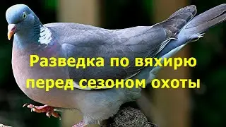 Разведка по вяхирю перед сезоном охоты