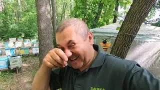 ✅ Лесной ОБЛЕТ МАТОК бакфаст В263 SDD Пасека на связи! #ПЧЕЛОВОДСТВО1