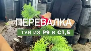 Перевалка: туя из P9 в C1,5