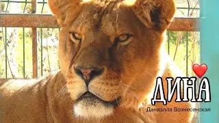 ❤️Львица ДИНА во всей красе! Для тех, кто ПОБЛИЖЕ хотел рассмотреть. Life of lions