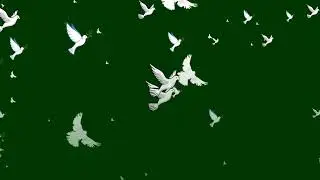 GREEN SCREEN Dove birds Flying effects HD No copyright | chroma key dove pigeon♏