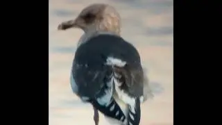 mewa ochocka Larus schistisagus Slaty-backed Gull - 07.12.2017 - Jez. Kierskie, Poznań