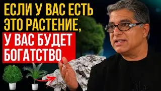 Никогда не выносите это растение из дома! Привлекаем деньги в дом! Закон о притяжении