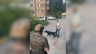 При задержании наркодилер спустил с поводка свою собаку