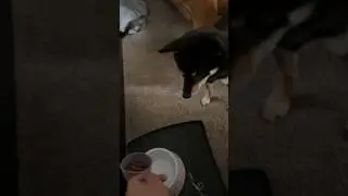 Feeding my puppy family #shibainu