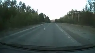 Медведь чуть не сбил автомобиль