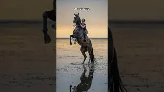 Absolutely magical 🐴🖤 