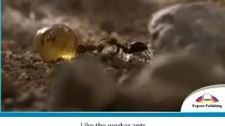 Excel 5 module 3 AMAZING ANTS