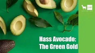 Why Hass Avocado is Considered the Green Gold