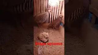 Respect 