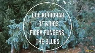 Ель колючая Зе Блюз ( Picea pungens The Blues ) Краткое описание сорта.