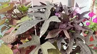 #черенкование#эустома #Бальзамин#ипомея батат#бегонии#
