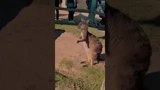 #ballarat #wildlife #park #lions #trending #viral #shorts #foryou