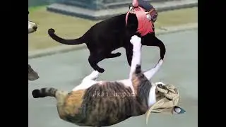 Diona vs Kirara