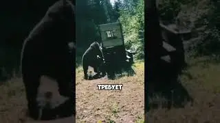 Неожиданные реакции медведя при возвращении в лес🐻⚠️