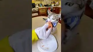КАК КОТЫ едят КРЕВЕТКУ 