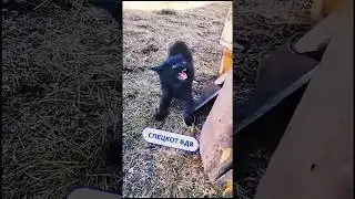 СВО котёнок. Будни бойцов в зоне СВО 