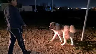 в гостях у Алты - Turkmen Alabay.
