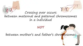 Crossing-over occurs between maternal and paternal chromosomes in an individual‘s cells