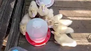 Танец маленьких утят на гитаре.