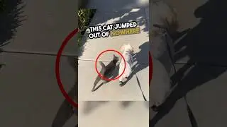 This cat jumped and glued to a dog 🥹 #shorts