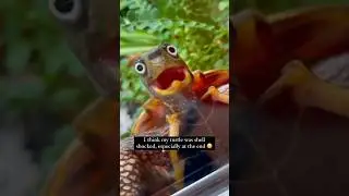 This turtle has seen some things 😳