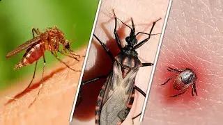 Топ 10 Самых Опасных Для Человека Существ / Если Встретите Этих Животных – Бегите!