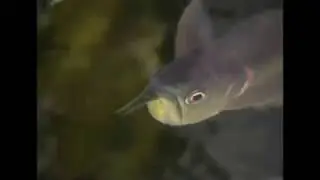 Аравана | Osteoglossum bicirrhosum | Silver arowana