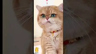 Funny Cat & Cute Kittens406😻 