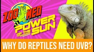 Power of the Sun - What is Ultraviolet B (UVB)?