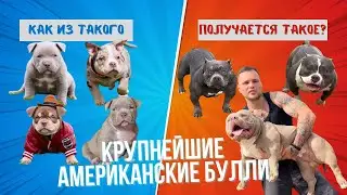 Как из маленького щенка получается монстр? Таких Американских буллей нет нигде кроме как у нас!