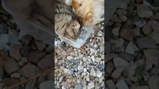 Мужики, а с вами можно? 😸😺😂💪🤣 #trending #cat #кот #смех #funny