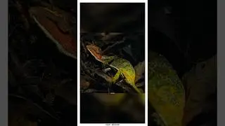 Удивительная смерть хамелеона Лаборда 😭 (🎥 - @naturepbs)